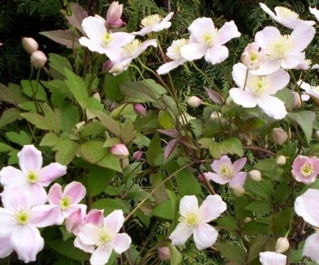Variety of types and varieties of clematis
