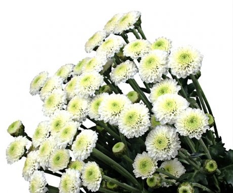 A bit of history about chrysanthemums