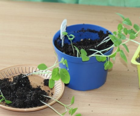 Growing physalis from seeds