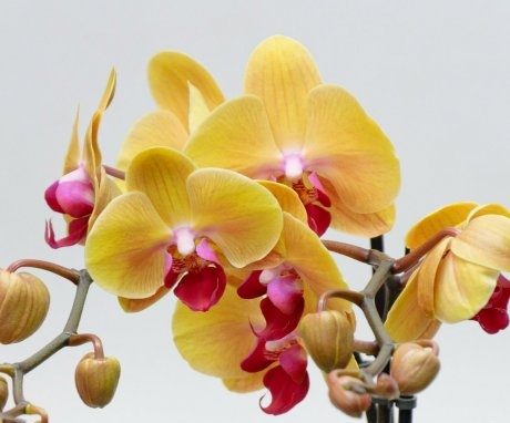 Obecný popis orchideje