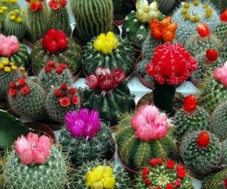 Nejlepší odrůdy domácích kaktusů