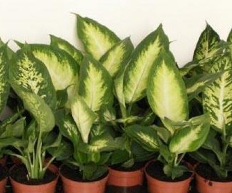 Growing and caring for dieffenbachia