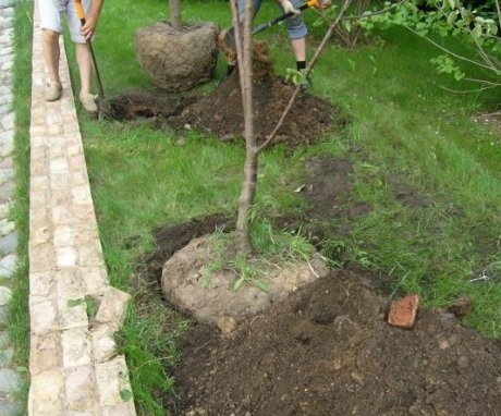 Cum să plantați în mod corespunzător un răsad de cireșe