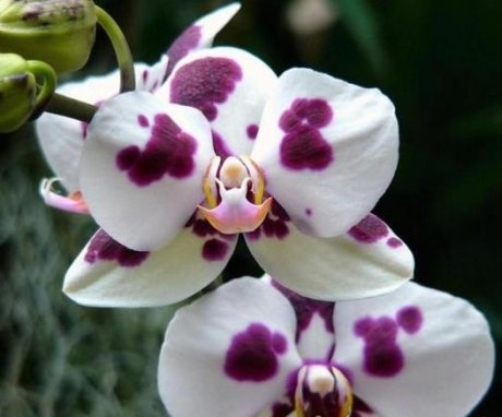 Njega Phalaenopsis