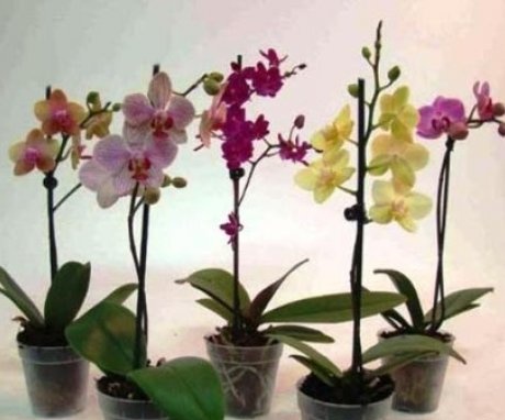 Druhy Phalaenopsis