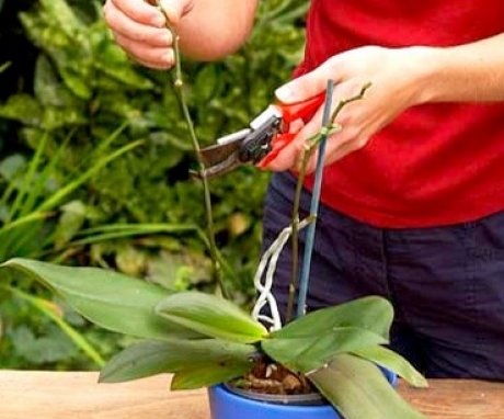 Îngrijirea orhideelor ​​după înflorire