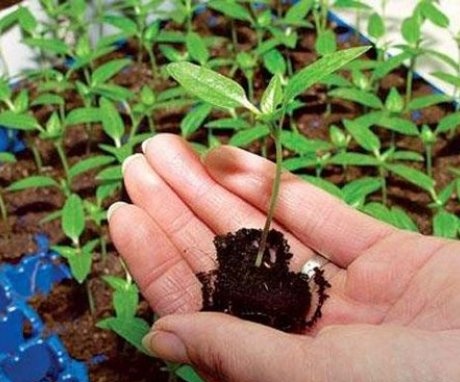 Preparing the soil for planting seeds