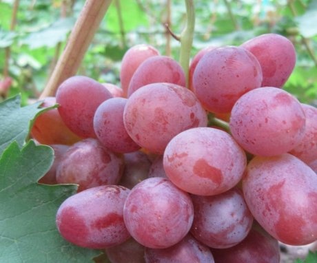 Popular varieties of early ripening grapes