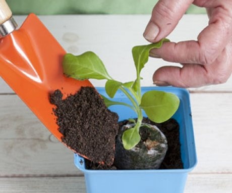 Planting petunias for seedlings