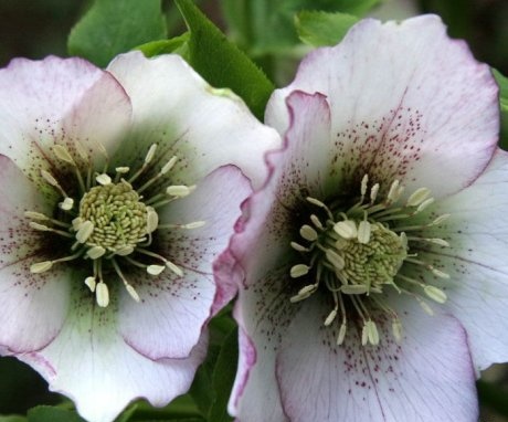 Growing hellebore on the site