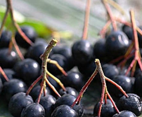 Cultivarea și plantarea chokeberry