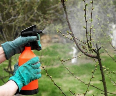 Jak chránit ovocné stromy před chorobami a hmyzem