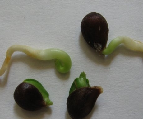 Growing germinated seeds