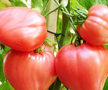 Koju sortu rajčice je poželjnije odabrati?