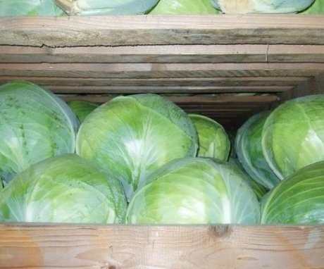 Methods for storing cabbage in a cellar