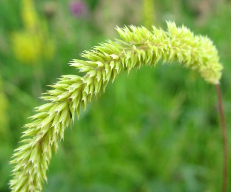 Features of the development and flowering of cereals