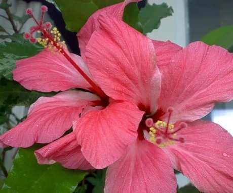 Basic rules for caring for hibiscus