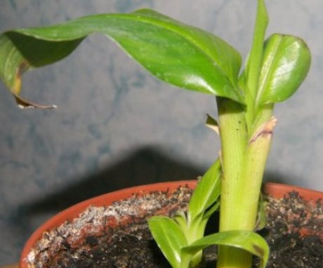 Caracteristicile creșterii unei plante din semințe