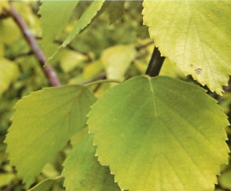 What are the benefits of birch for people