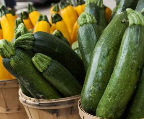 General information about zucchini