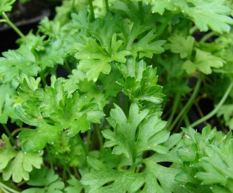 Growing and caring for parsley