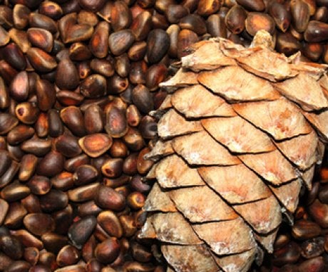 Preparation and stratification of cedar seeds (nuts)