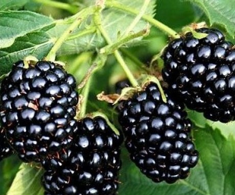 General information about the blackberry