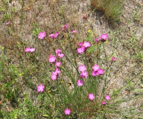 Growing and caring for field carnations