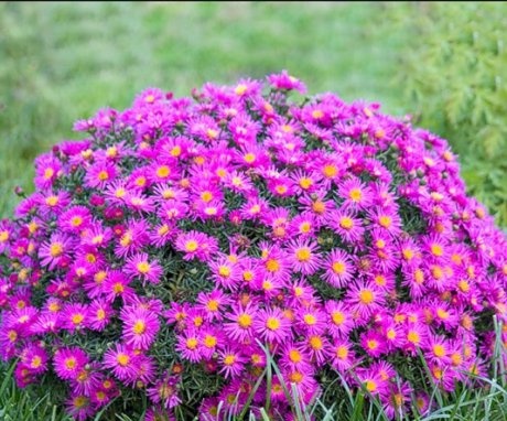 Rules for growing alpine asters
