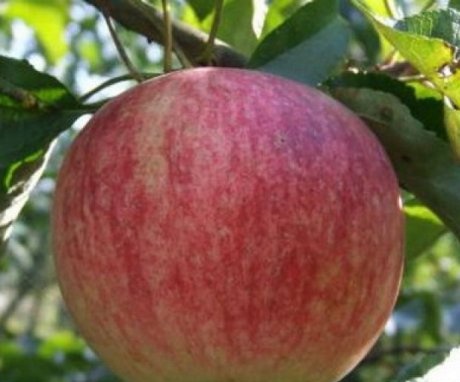 وصف صنف شجرة التفاح
