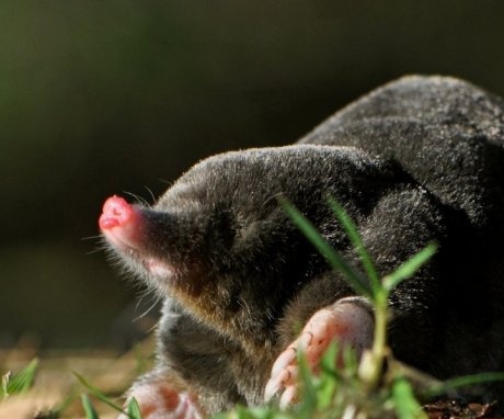 Moles in the garden - behavioral features