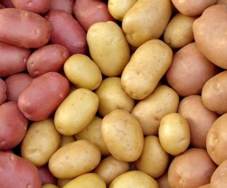 Odrůdy brambor