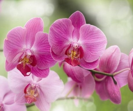 Popis orchideje