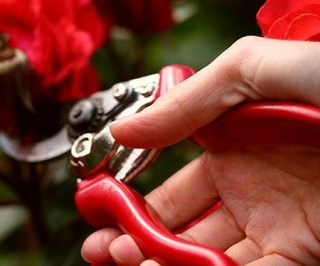 Benefits and timing of pruning roses