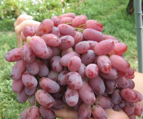 Grape care