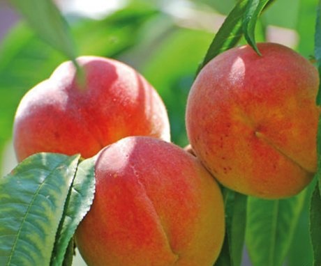 General information about peach