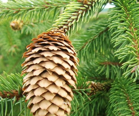 Opis i strukturne značajke božićnog drvca