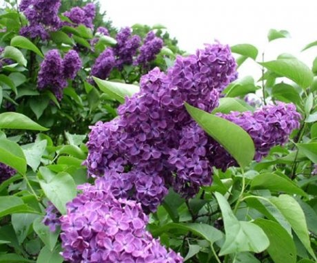 General information about lilacs