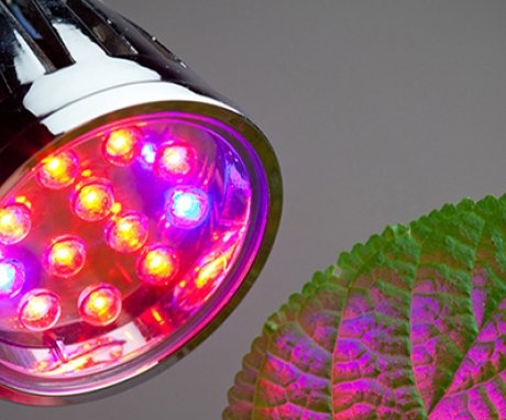 مصابيح نباتية - مصممة خصيصًا للنباتات