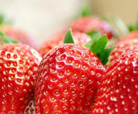 Repairing strawberry varieties
