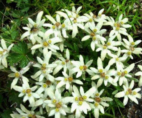 Variety of edelweiss species