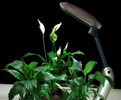 ما النباتات التي تحتاج إلى إضاءة