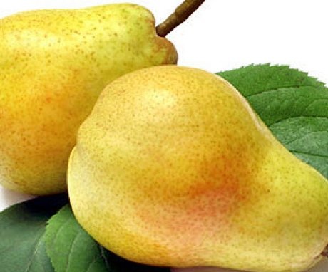 Characteristic features of the pear variety Bere Bosc