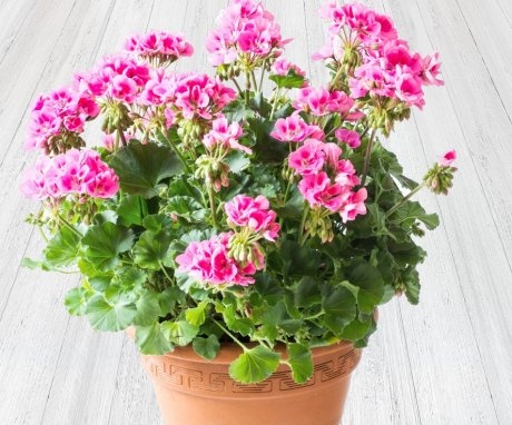 Conditions for growing room geranium