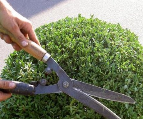 Landing and caring for the buxus