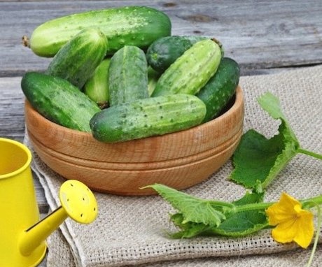 The best varieties of cucumbers for a polycarbonate greenhouse