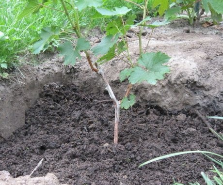 When and how to plant grapes