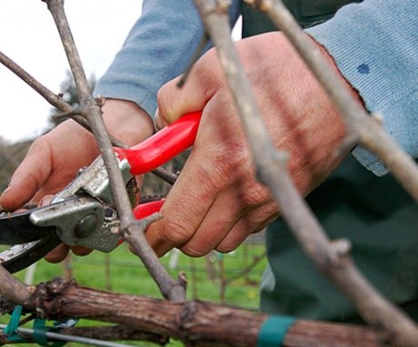 Autumn-winter pruning of grapes