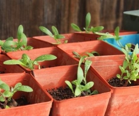 Reproducerea și plantarea unei plante