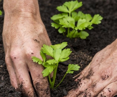 Uvjeti i pravila za presađivanje sadnica na otvoreno tlo